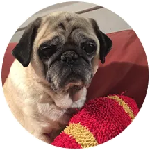 A very old looking dog